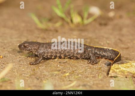 Natürliche Verengung eines terrestrischen Balkankammmolchs, Triturus ivanbureschi, der auf dem Boden sitzt Stockfoto