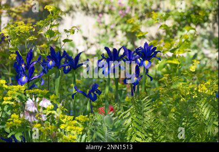 Brillante Frühlingsblumen der bulbusförmigen holländischen Iris Blaue Magie unter Farnen, smyrnium perfoliatum und Euphorie UK May Stockfoto