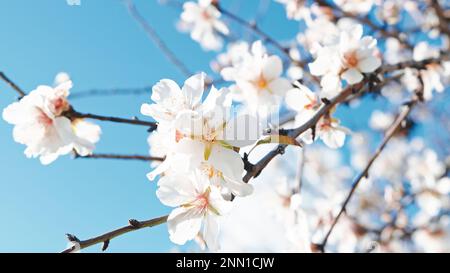 Weiße Blume auf blühenden Ästen Stockfoto