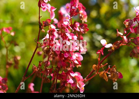 In Vietnam wachsende Beonia grandis-Blumen Stockfoto