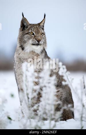 Der Luchs saß auf dem Aussichtspunkt und sah sich um. Stockfoto