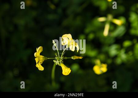 Nahaufnahme der gelben Blumen in einem Feld (Oxalis stricta) Stockfoto