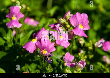 Sydney Australien, Nahaufnahme der leuchtend rosa Blumen eines Nemesia-Strauchs Stockfoto