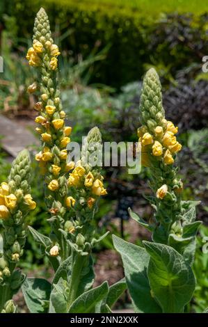 Sydney Australien, gelbe Blumenstämme eines verbascum thapsus oder gemeines Mullein Stockfoto