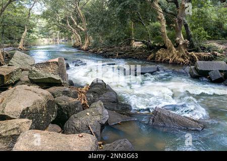 Eine ruhige Dschungellandschaft mit einem kleinen Fluss, der sich durch Felsen im Vordergrund schlängelt und eine friedliche und natürliche Szene schafft. Stockfoto