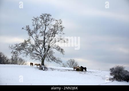 Hohenstein, Deutschland. 25. Februar 2023. Die Pferde stehen auf einer Koppel, die mit Schnee bedeckt ist, unter einem Baum. In der Nacht schneit es auf der schwäbischen Alb Credit: Thomas Warnack/dpa/Alamy Live News Stockfoto