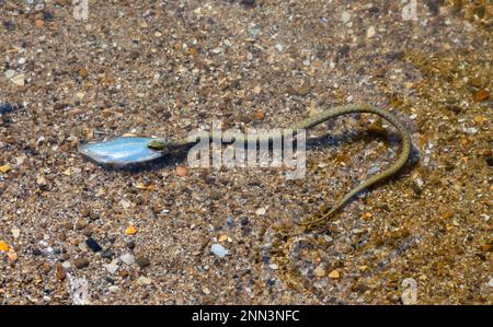 Wasserschlange Natrix tessellata am Strand. Stockfoto