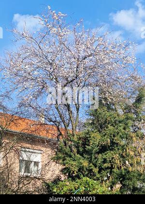 Frühlingsblüte, Bron, Rhone, AURA Region, Frankreich Stockfoto