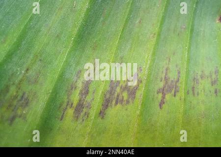 Nahaufnahme der Bananenblätter-Textur und des Hintergrunds. Selektiver Fokus. Stockfoto