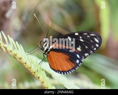 Der lange Tiger-Schmetterling Heliconius Hecale sitzt auf einem Blatt Stockfoto