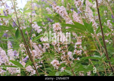 Vitex Canabifolia, die in einem rustikalen Garten angebaut wird. Alpengrasland. Weiße Blüten in Landwirtschaft und Ernte. Stockfoto