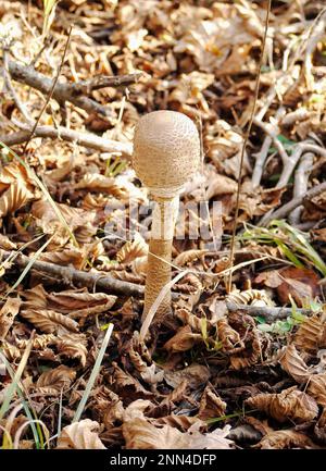 Junger Parasol-Pilz, der durch Laubstreu in einem Wald nahe Peja, Kosovo, auftaucht Stockfoto