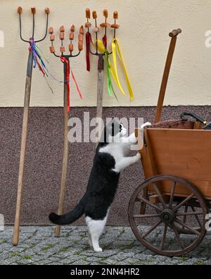 25. Februar 2023, Brandenburg, Lübbenau: Heugabeln mit gespreizten Wurststücken stehen während einer Pause am Zampern im Spreewald an einer Wand und eine anscheinend hungrige Katze hat sie entdeckt. Die Mistgabeln sind Requisiten des Verbands Rubisko (Verein zur Pflege wendischer Trachten und Bräuche e.V.). Mit diesem so genannten Zampern soll der Winter vertrieben werden. Die Mitglieder der Vereinigung waren auf der Straße als Figuren aus alten Spreewaldgeschichten. Wie der Wurstbruder, der Schimmelreiter, der Storch und Bär, oder die Doppelperson, Frühling und Winter. Die Rubisko-Vereinigung hat mich dazu gebracht Stockfoto