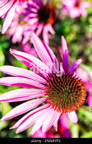 Nahaufnahme Lila Kegelblume schwarz-äugige Susans auf grünem Hintergrund mit Bokeh, selektiver Fokus. Lila und rosa schwarz Augen susan Blumen wachsen wild ich Stockfoto