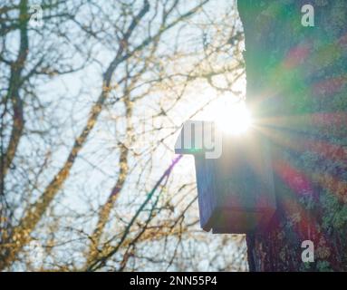 Ein altes Vogelhaus auf einem Baum, das auf die Ankunft von Stars wartet Stockfoto