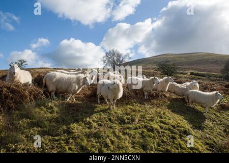 Ein großer Teil einer Schafherde auf dem Weg nach Bwlch y Waun mit Blick auf Waun Rydd in den Central Brecon Beacons im März Stockfoto