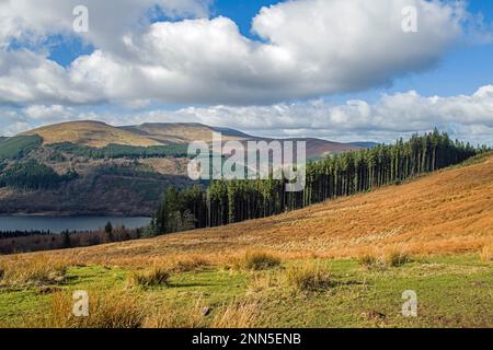 Waun Rydd erhebt sich hoch über dem Talybont Valley, von den Bwlch y Waun Central Brecon Beacons aus gesehen. Der Ort ist von immergrünen Bäumen bepflanzt. Stockfoto