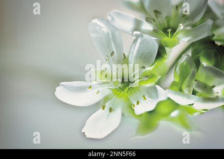 Blüten der fleischfressenden Pflanze Dionaea im selektiven Fokus mit verschwommenem Hintergrund und feinen Details Stockfoto