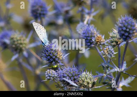 Biene auf eryngiumblüten. Biene bestäubt eine Blume im Garten. Stockfoto