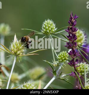 Biene auf eryngiumblüten. Biene bestäubt eine Blume im Garten. Stockfoto