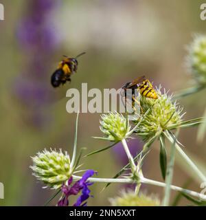 Biene auf eryngiumblüten. Biene bestäubt eine Blume im Garten. Stockfoto