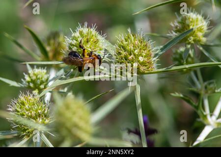 Biene auf eryngiumblüten. Biene bestäubt eine Blume im Garten. Stockfoto