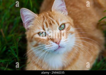 Erwachsene Tabby Ginger Katze Outdoor – Fokus auf Nase Stockfoto