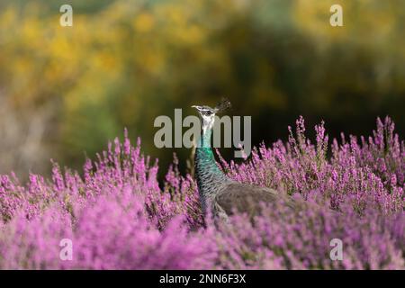 Nahaufnahme eines farbenfrohen Peahen in pinkfarbenem Heidekraut, Großbritannien. Stockfoto