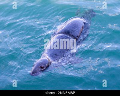 Graue Seehunde Halichoerus grypus mit Netzwunde durch weggeworfenes Netz. Stockfoto