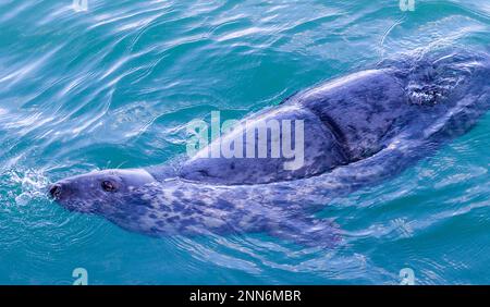 Graue Seehunde Halichoerus grypus mit Netzwunde durch weggeworfenes Netz. Stockfoto