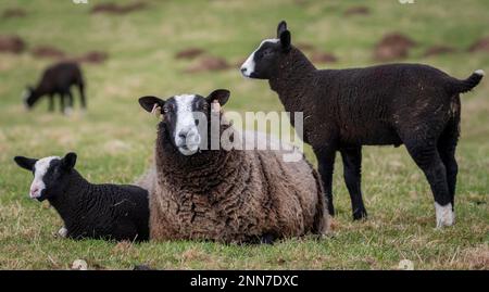 Lauder, Schottische Grenzen, Schottland. Bilder von jungen Zwarbles-Lämmern und Mutterschafen, die an einem schönen Frühlingstag auf der Lauder Barns Farm in Südschottland auf den Feldern weiden. Zwartbles-Schafe wurden in den frühen 1990Õs aus den Niederlanden eingeführt und haben sich seitdem in allen Gebieten des Vereinigten Königreichs und Irlands etabliert. Zwartbles sind ein elegantes Schaf (Zwart-Black, Bles-Blaze) mit hervorragenden mütterlichen Eigenschaften, was sie zu einer ausgezeichneten Kreuzungsart und einer reinen Rasse macht. Stammbaum Zwartbles erlebte aufgrund ihres markanten Erscheinungsbildes, der angenehmen Natur und des lebhaften Charakters beachtliche Erfolge im Showring Stockfoto