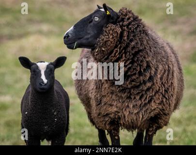 Lauder, Schottische Grenzen, Schottland. Bilder von jungen Zwarbles-Lämmern und Mutterschafen, die an einem schönen Frühlingstag auf der Lauder Barns Farm in Südschottland auf den Feldern weiden. Zwartbles-Schafe wurden in den frühen 1990Õs aus den Niederlanden eingeführt und haben sich seitdem in allen Gebieten des Vereinigten Königreichs und Irlands etabliert. Zwartbles sind ein elegantes Schaf (Zwart-Black, Bles-Blaze) mit hervorragenden mütterlichen Eigenschaften, was sie zu einer ausgezeichneten Kreuzungsart und einer reinen Rasse macht. Stammbaum Zwartbles erlebte aufgrund ihres markanten Erscheinungsbildes, der angenehmen Natur und des lebhaften Charakters beachtliche Erfolge im Showring Stockfoto