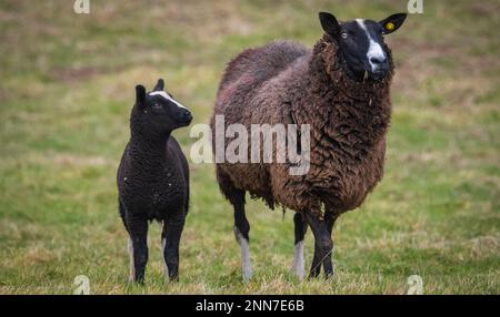 Lauder, Schottische Grenzen, Schottland. Bilder von jungen Zwarbles-Lämmern und Mutterschafen, die an einem schönen Frühlingstag auf der Lauder Barns Farm in Südschottland auf den Feldern weiden. Zwartbles-Schafe wurden in den frühen 1990Õs aus den Niederlanden eingeführt und haben sich seitdem in allen Gebieten des Vereinigten Königreichs und Irlands etabliert. Zwartbles sind ein elegantes Schaf (Zwart-Black, Bles-Blaze) mit hervorragenden mütterlichen Eigenschaften, was sie zu einer ausgezeichneten Kreuzungsart und einer reinen Rasse macht. Stammbaum Zwartbles erlebte aufgrund ihres markanten Erscheinungsbildes, der angenehmen Natur und des lebhaften Charakters beachtliche Erfolge im Showring Stockfoto