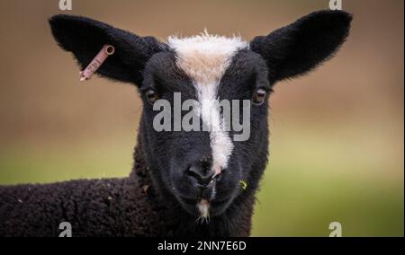 Lauder, Schottische Grenzen, Schottland. Bilder von jungen Zwarbles-Lämmern und Mutterschafen, die an einem schönen Frühlingstag auf der Lauder Barns Farm in Südschottland auf den Feldern weiden. Zwartbles-Schafe wurden in den frühen 1990Õs aus den Niederlanden eingeführt und haben sich seitdem in allen Gebieten des Vereinigten Königreichs und Irlands etabliert. Zwartbles sind ein elegantes Schaf (Zwart-Black, Bles-Blaze) mit hervorragenden mütterlichen Eigenschaften, was sie zu einer ausgezeichneten Kreuzungsart und einer reinen Rasse macht. Stammbaum Zwartbles erlebte aufgrund ihres markanten Erscheinungsbildes, der angenehmen Natur und des lebhaften Charakters beachtliche Erfolge im Showring Stockfoto