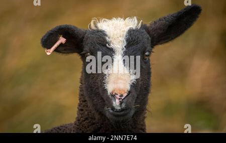 Lauder, Schottische Grenzen, Schottland. Bilder von jungen Zwarbles-Lämmern und Mutterschafen, die an einem schönen Frühlingstag auf der Lauder Barns Farm in Südschottland auf den Feldern weiden. Zwartbles-Schafe wurden in den frühen 1990Õs aus den Niederlanden eingeführt und haben sich seitdem in allen Gebieten des Vereinigten Königreichs und Irlands etabliert. Zwartbles sind ein elegantes Schaf (Zwart-Black, Bles-Blaze) mit hervorragenden mütterlichen Eigenschaften, was sie zu einer ausgezeichneten Kreuzungsart und einer reinen Rasse macht. Stammbaum Zwartbles erlebte aufgrund ihres markanten Erscheinungsbildes, der angenehmen Natur und des lebhaften Charakters beachtliche Erfolge im Showring Stockfoto