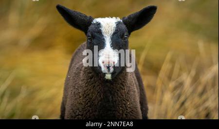 Lauder, Schottische Grenzen, Schottland. Bilder von jungen Zwarbles-Lämmern und Mutterschafen, die an einem schönen Frühlingstag auf der Lauder Barns Farm in Südschottland auf den Feldern weiden. Zwartbles-Schafe wurden in den frühen 1990Õs aus den Niederlanden eingeführt und haben sich seitdem in allen Gebieten des Vereinigten Königreichs und Irlands etabliert. Zwartbles sind ein elegantes Schaf (Zwart-Black, Bles-Blaze) mit hervorragenden mütterlichen Eigenschaften, was sie zu einer ausgezeichneten Kreuzungsart und einer reinen Rasse macht. Stammbaum Zwartbles erlebte aufgrund ihres markanten Erscheinungsbildes, der angenehmen Natur und des lebhaften Charakters beachtliche Erfolge im Showring Stockfoto