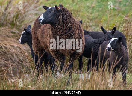 Lauder, Schottische Grenzen, Schottland. Bilder von jungen Zwarbles-Lämmern und Mutterschafen, die an einem schönen Frühlingstag auf der Lauder Barns Farm in Südschottland auf den Feldern weiden. Zwartbles-Schafe wurden in den frühen 1990Õs aus den Niederlanden eingeführt und haben sich seitdem in allen Gebieten des Vereinigten Königreichs und Irlands etabliert. Zwartbles sind ein elegantes Schaf (Zwart-Black, Bles-Blaze) mit hervorragenden mütterlichen Eigenschaften, was sie zu einer ausgezeichneten Kreuzungsart und einer reinen Rasse macht. Stammbaum Zwartbles erlebte aufgrund ihres markanten Erscheinungsbildes, der angenehmen Natur und des lebhaften Charakters beachtliche Erfolge im Showring Stockfoto