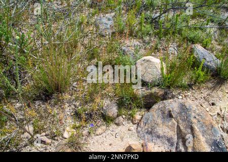 Pflanzengruppe der seltenen gelben Blütenform der Sundew Drosera cistiflora Stockfoto