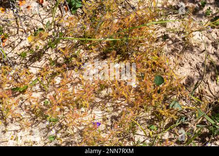 Pflanzengruppe der seltenen gelben Blütenform der Sundew Drosera cistiflora Stockfoto