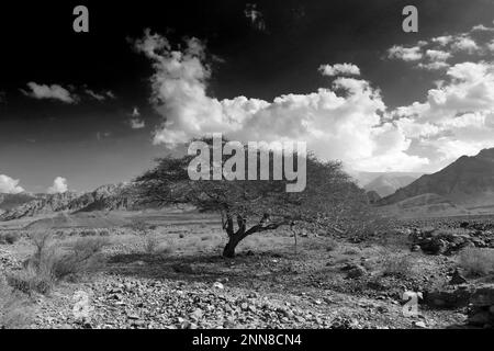 Blick über die felsige Hamada-Landschaft in Wadi Feynan, Al-Sharat, Wadi Araba-Wüste, Südmitte Jordanien, Naher Osten. Stockfoto