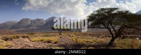 Blick über die felsige Hamada-Landschaft in Wadi Feynan, Al-Sharat, Wadi Araba-Wüste, Südmitte Jordanien, Naher Osten. Stockfoto