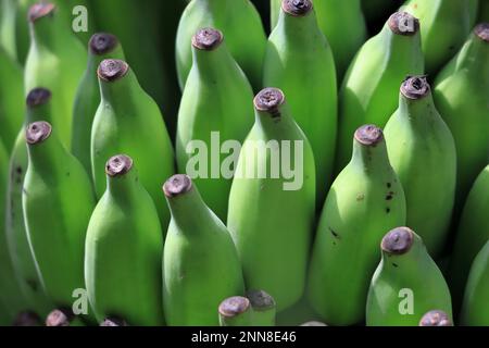 Eine Sammlung unreifer grüner Bananen, in Bündeln angeordnet Stockfoto