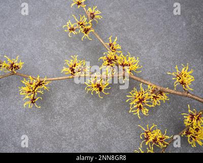 Nahaufnahme des wunderschönen Frühlings blühenden Hamamelis Mollis, auch bekannt als Hexe Hazel gelbe Blumen. Auf grauem Steinhintergrund. Stockfoto