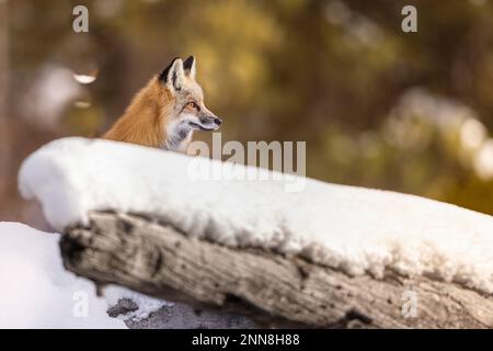 Red Fox im Schnee im Grand Teton National Park, Wyoming, USA. Stockfoto