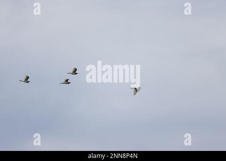 Vier weiße Reiher (egretta garzetta) fliegen in einem grauen Himmel, ist eine Art kleiner Reiher in der Familie Ardeidae, ein Wasservogel, der eine Sorte konsumiert Stockfoto