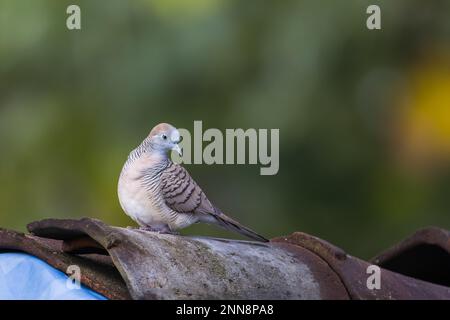 Eine gefleckte Taube (Spilopelia chinensis) ist eine kleine, etwas langschwänzige Taube, die auf einem Dachziegel auf einem unscharfen grünen Blatthintergrund steht Stockfoto