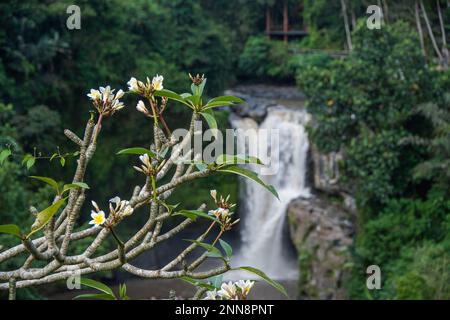 Blühende Frangipani-Blumen vor dem Tegenungan-Wasserfall in Bali (Fokus auf den Blumen) Stockfoto