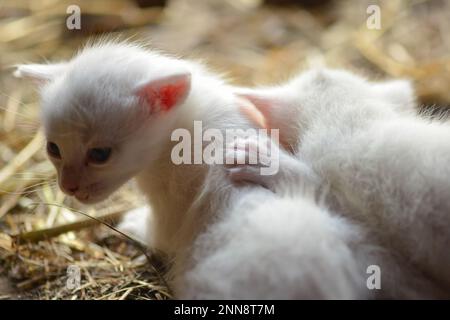 Zwei weiße Kätzchen, die sich auf dem Strohhalm umarmen Stockfoto