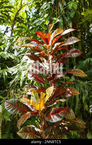 Bunte Blätter von Codiaeum variegatum. Baum aus Feuerkroton, Gartenkroton oder variegiertem Kroton. Tropische Dschungel der Insel Bali, Indonesien. Stockfoto