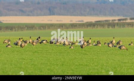 Eine Schar rosaroter Gänse weidet auf einer schottischen Wiese Stockfoto